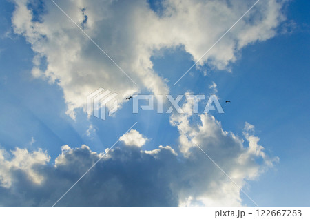 青空を飛ぶウミネコ 122667283