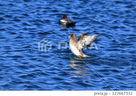 ヒドリガモの羽ばたき 122667332