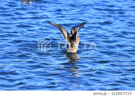 ヒドリガモの羽ばたき 122667333