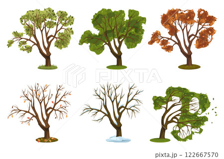 Variety of vector oak trees. Set of distinct forest or wood plant. Trunk with foliage and branches, crown. Natural and rural scenery or landscape, woodland element. Nature and garden, biology, botany. Variety of vector oak trees. Set of distinct forest or wood plant. Trunk with foliage and branches, crown. Natural and rural scenery or landscape, woodland element. Nature and garden, biology, botany. 122667570