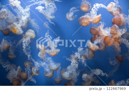 Glowing jellyfish against deep blue water background 122667969