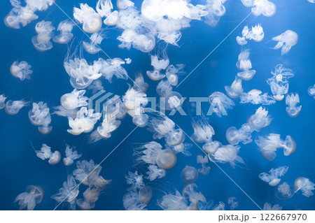 Glowing jellyfish against deep blue water background 122667970