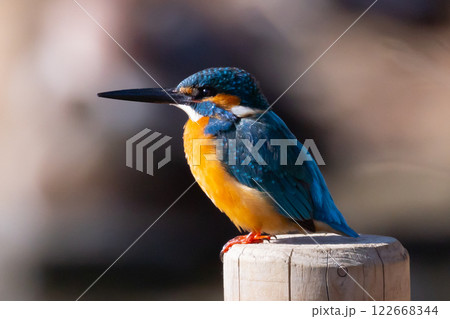埼玉県川越市池辺　川越水上公園　修景池（ボート池）の水辺にとまるカワセミ 122668344