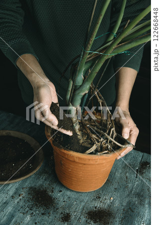 man is replanting a monstera plant man is replanting a monstera plant 122668448