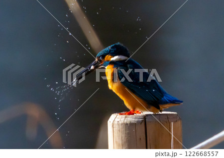 埼玉県川越市池辺　川越水上公園　修景池（ボート池）の水辺にとまりエサの小魚をくわえるカワセミ 122668557
