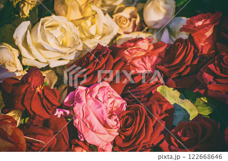 Red roses garden 122668646