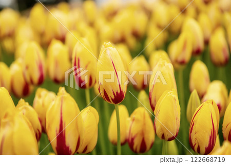 Yellow and red flowers Yellow and red flowers 122668719