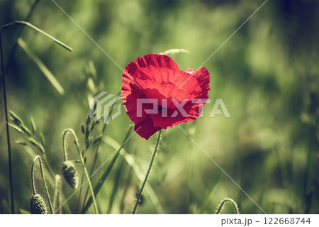 Red spring poppy Red spring poppy 122668744