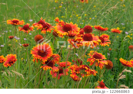 Gaillardia in meadow. Profusely flowering. Ornamental plant. Drought-resistant annual plant. Cottage garden. 122668863