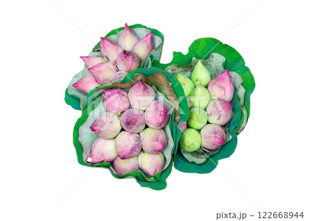 Pink Lotus Flower Wrapped In Lotus Leaf Isolated On White Background. Pink Lotus Flower Wrapped In Lotus Leaf Isolated On White Background. 122668944