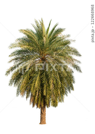 Palm Tree Isolated On White Background Use For Garden And Park Decoration, Advertising work. Palm Tree Isolated On White Background Use For Garden And Park Decoration, Advertising work. 122668968