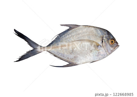 Fresh Fish From The Sea Isolated On White Background, Food. Fresh Fish From The Sea Isolated On White Background, Food. 122668985