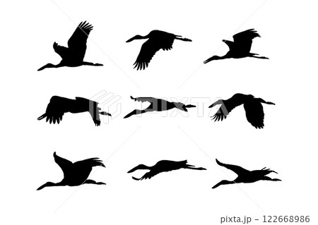 Openbill stork Flying Silhouettes isolated on white background. Openbill stork Flying Silhouettes isolated on white background. 122668986