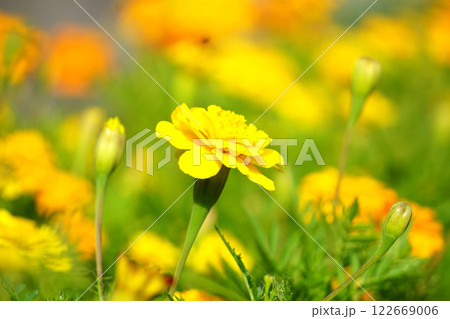 マリーゴールド マリーゴールド 122669006