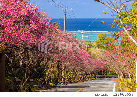 沖縄県国頭郡今帰仁村今泊　坂道沿いの早咲きの琉球寒緋桜のさくら並木と遠くに見える青い海 122669053