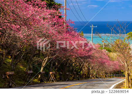 沖縄県国頭郡今帰仁村今泊　坂道沿いの早咲きの琉球寒緋桜のさくら並木と遠くに見える青い海 122669054