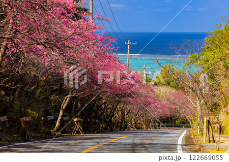 沖縄県国頭郡今帰仁村今泊　坂道沿いの早咲きの琉球寒緋桜のさくら並木と遠くに見える青い海 122669055