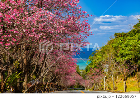 沖縄県国頭郡今帰仁村今泊　坂道沿いの早咲きの琉球寒緋桜のさくら並木と遠くに見える青い海 122669057