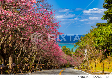 沖縄県国頭郡今帰仁村今泊　坂道沿いの早咲きの琉球寒緋桜のさくら並木と遠くに見える青い海 122669058