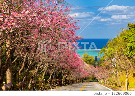 沖縄県国頭郡今帰仁村今泊　坂道沿いの早咲きの琉球寒緋桜のさくら並木と遠くに見える青い海 122669060
