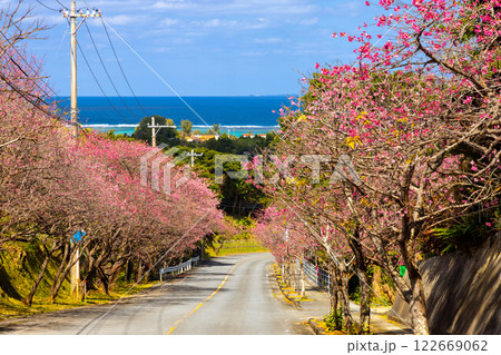 沖縄県国頭郡今帰仁村今泊　坂道沿いの早咲きの琉球寒緋桜のさくら並木と遠くに見える青い海 122669062