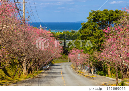 沖縄県国頭郡今帰仁村今泊　坂道沿いの早咲きの琉球寒緋桜のさくら並木と遠くに見える青い海 122669063