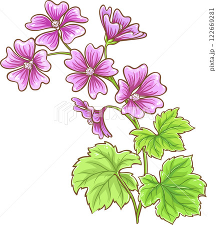Malva Plant with Flowers and Leaves Colored Detailed Illustration.  122669281