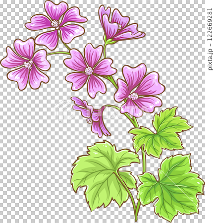Malva Plant with Flowers and Leaves Colored Detailed Illustration.  122669281