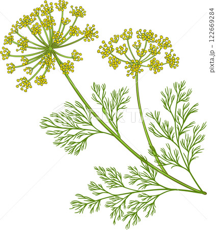 Dill Plant with Flowers and Leaves Colored Detailed Illustration. Organic natural nutritional healthy food ingredient, vegetarian diet product. Dill Plant with Flowers and Leaves Colored Detailed Illustration. Organic natural nutritional healthy food ingredient, vegetarian diet product. 122669284