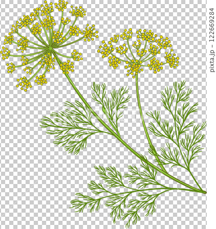 Dill Plant with Flowers and Leaves Colored Detailed Illustration. Organic natural nutritional healthy food ingredient, vegetarian diet product. Dill Plant with Flowers and Leaves Colored Detailed Illustration. Organic natural nutritional healthy food ingredient, vegetarian diet product. 122669284