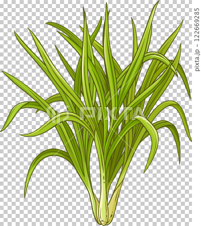 Lemongrass  Plant with  Leaves Colored Detailed Illustration. 122669285