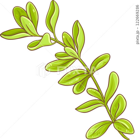 Marjoram Branch with Leaves Colored Detailed Illustration. Organic natural nutritional healthy food ingredient, vegetarian diet product.  122669286