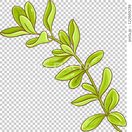 Marjoram Branch with Leaves Colored Detailed Illustration. Organic natural nutritional healthy food ingredient, vegetarian diet product.  122669286