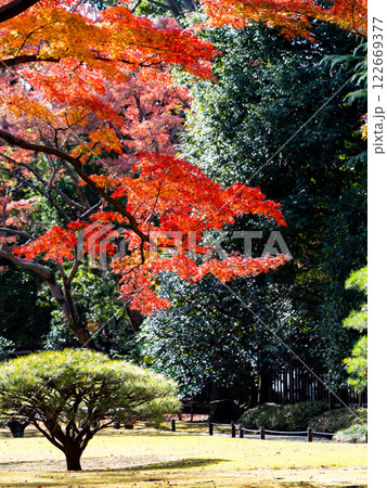 晩秋の秋晴れに映える鮮やかに色づいた紅葉 122669377