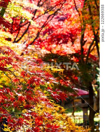 晩秋の秋晴れに映える鮮やかに色づいた紅葉 122669388