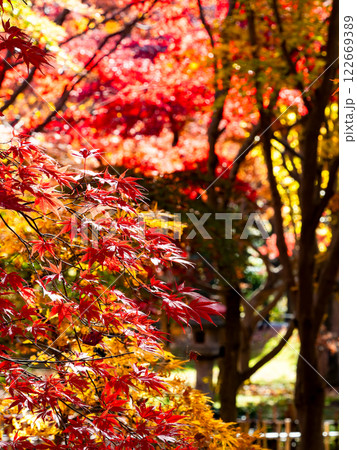 晩秋の秋晴れに映える鮮やかに色づいた紅葉 122669389