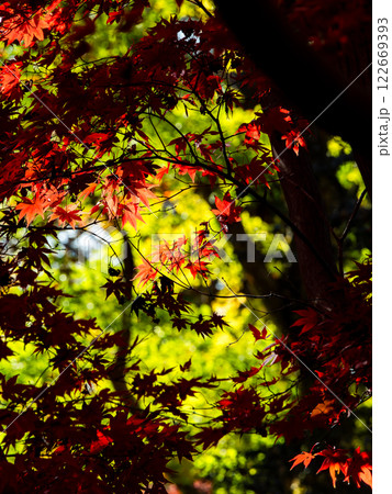 晩秋の秋晴れに映える鮮やかに色づいた紅葉 晩秋の秋晴れに映える鮮やかに色づいた紅葉 122669393