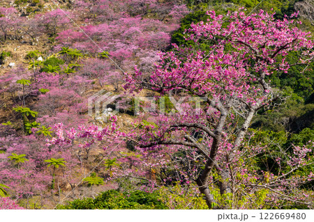 沖縄県国頭郡本部町 もとぶ八重岳桜まつりが行われる八重岳山頂付近の琉球寒緋桜のさくらの山 沖縄県国頭郡本部町 もとぶ八重岳桜まつりが行われる八重岳山頂付近の琉球寒緋桜のさくらの山 122669480
