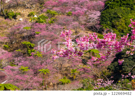 沖縄県国頭郡本部町　もとぶ八重岳桜まつりが行われる八重岳山頂付近の琉球寒緋桜のさくらの山 122669482