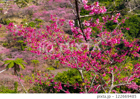 沖縄県国頭郡本部町　もとぶ八重岳桜まつりが行われる八重岳山頂付近の琉球寒緋桜のさくらの山 122669485
