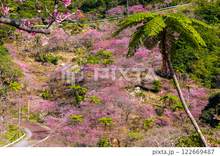 沖縄県国頭郡本部町　もとぶ八重岳桜まつりが行われる八重岳山頂付近の琉球寒緋桜のさくらの山 122669487