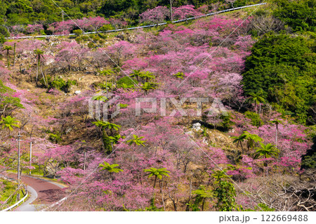 沖縄県国頭郡本部町　もとぶ八重岳桜まつりが行われる八重岳山頂付近の琉球寒緋桜のさくらの山 122669488