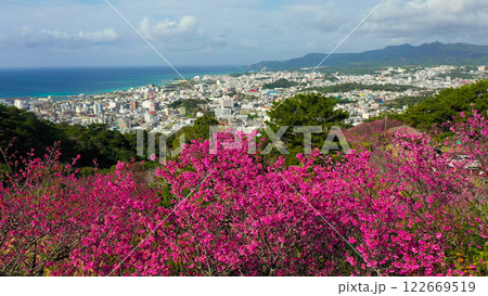 沖縄で1月に咲くサクラ 122669519