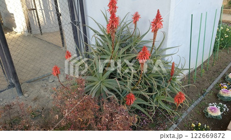 アロエの花 122669872