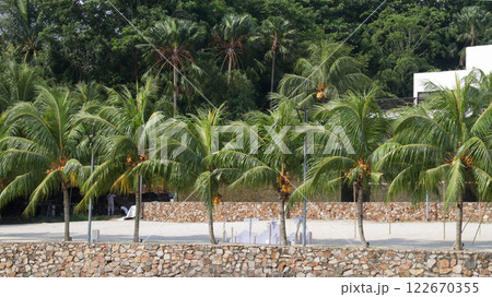 Coconut trees with yellow fruit on the edge of the white sandy beach, planted in rows on the beach jetty and the background of the trees are very beautiful. 122670355