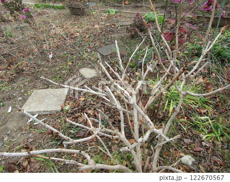 紫陽花の芽が出始めた寒い冬 紫陽花の芽が出始めた寒い冬 122670567