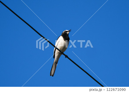 電線に止まるセグロセキレイ 122671090
