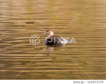 カイツブリ 122671170