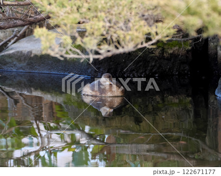 カイツブリ 122671177