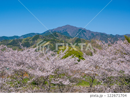 伊勢原総合運動公園の遊歩道から見た桜並木と大山 122671704